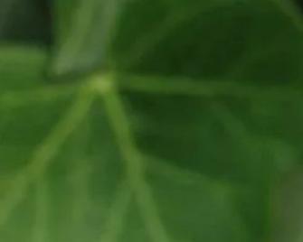 常春藤修剪技巧（打造理想的常春藤形态，让院子更加美丽）-第3张图片-绿意生活