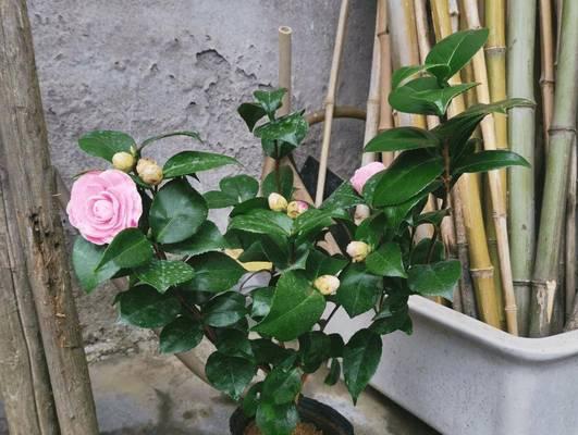 茶花肥料选择攻略（掌握这个，让你的茶花茁壮成长）-第1张图片-绿意生活