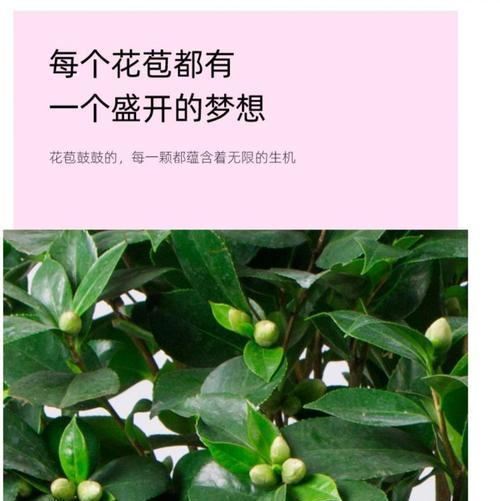 茶花肥料选择攻略（掌握这个，让你的茶花茁壮成长）-第2张图片-绿意生活