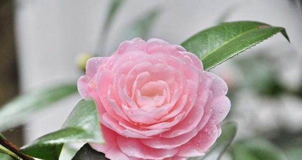 茶花肥料选择攻略（掌握这个，让你的茶花茁壮成长）-第3张图片-绿意生活