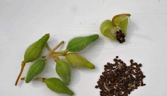 如何正确繁殖凤仙花？（方法、注意事项、——凤仙花）-第3张图片-绿意生活