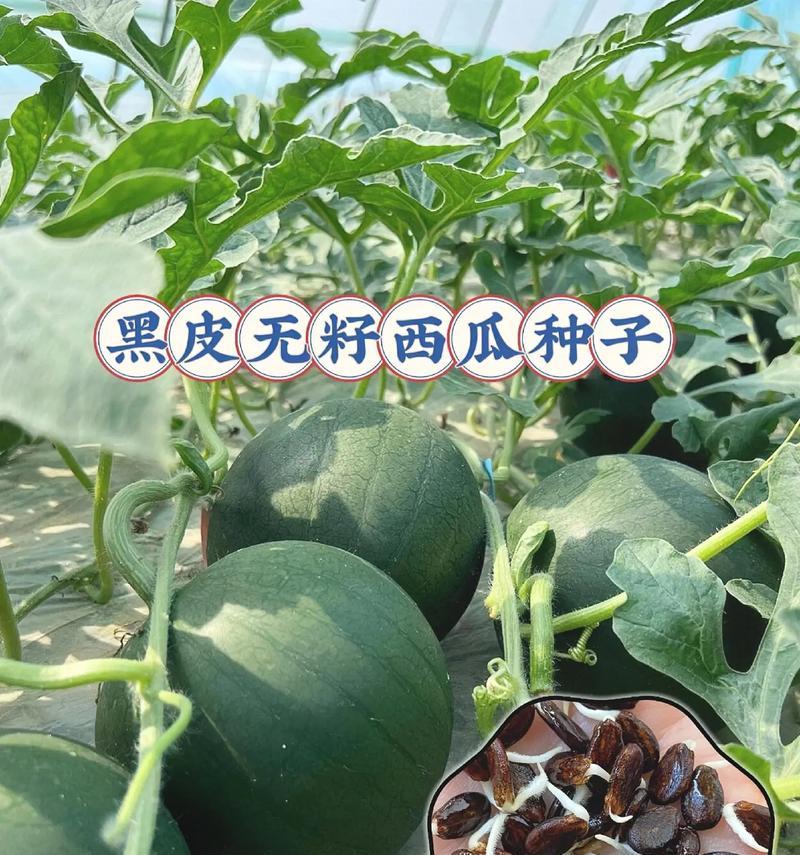 无籽西瓜（从无籽到有性生殖，种子植物的生命力得以升华）-第3张图片-绿意生活