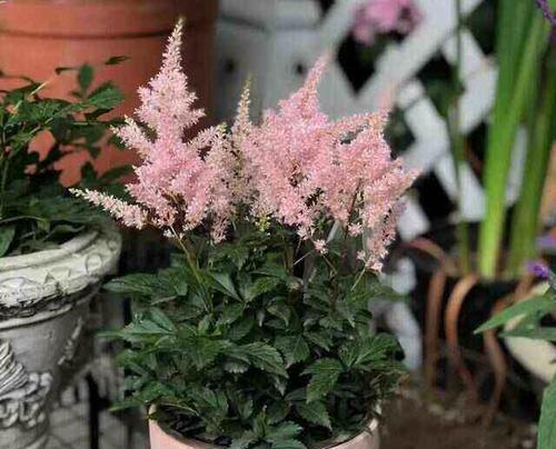 仙客来喜光还是喜阴？揭秘植物的光照需求（揭开仙客来光照谜团，打造宜人生长环境）-第1张图片-绿意生活