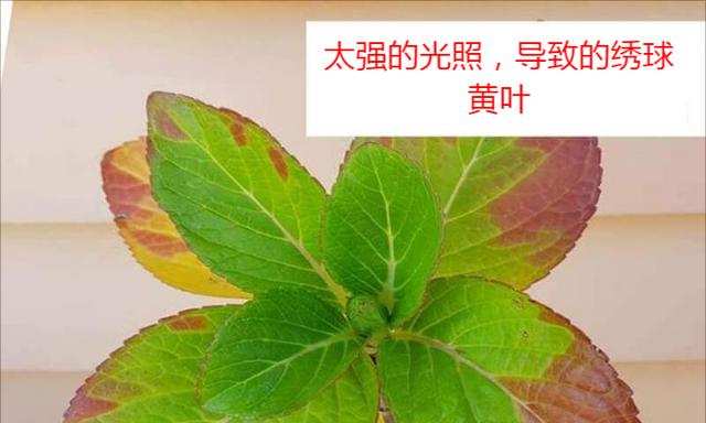 多肉植物叶片发黄原因及处理方法（探究多肉植物黄叶现象/黄叶治疗全攻略/多肉爱好者必备的护理技巧）-第1张图片-绿意生活