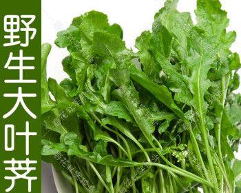 马齿苋是喜阴还是喜阳？（揭秘马齿苋的生长习性及适宜环境）-第2张图片-绿意生活