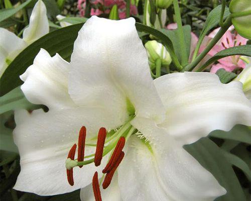 百合花的香味究竟来自哪里？（探寻百合花的香气成分及其特点）-第1张图片-绿意生活