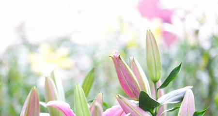 百合花的香味究竟来自哪里？（探寻百合花的香气成分及其特点）-第3张图片-绿意生活