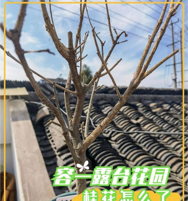 如何解决桂树掉叶子问题？（针对桂树掉叶子问题，我们可以从以下几个方面入手）-第2张图片-绿意生活