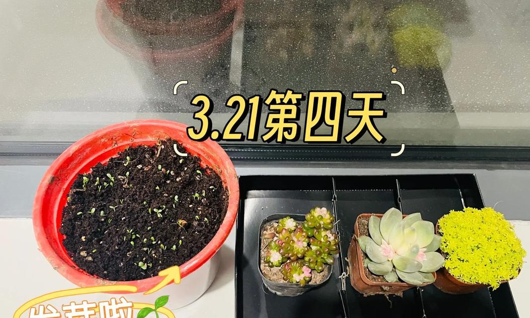 幸运草种子发芽的时间（探究幸运草种子的发芽时间和影响因素）-第3张图片-绿意生活