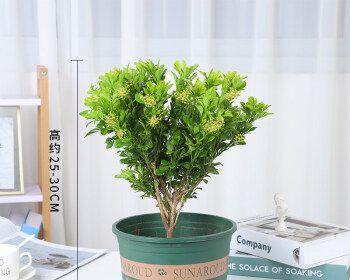 米兰适合深盆还是浅盆？（探究室内养护植物的最佳栽培方式）-第1张图片-绿意生活