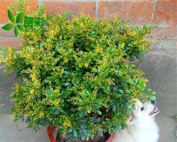 米兰适合深盆还是浅盆？（探究室内养护植物的最佳栽培方式）-第2张图片-绿意生活
