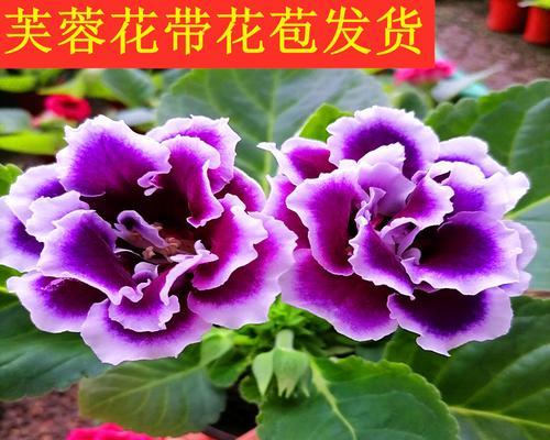 大岩桐和芙蓉花的区别（认识这两种常见的花卉，）-第1张图片-绿意生活