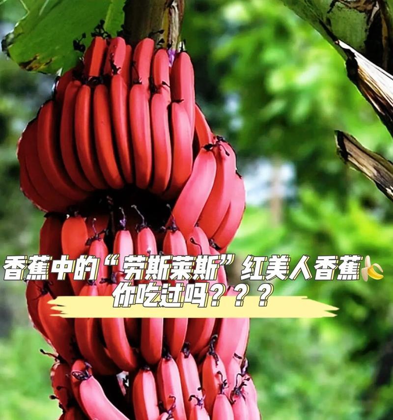 香蕉花的营养与食用方法（解析香蕉花的口感和烹饪技巧，打开你的味蕾）-第1张图片-绿意生活