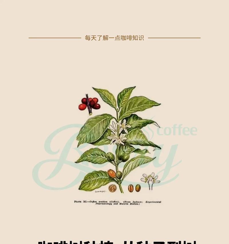 咖啡树几年结果之谜（揭秘咖啡树长成结果的秘密，探究其对于咖啡产业的影响）-第3张图片-绿意生活