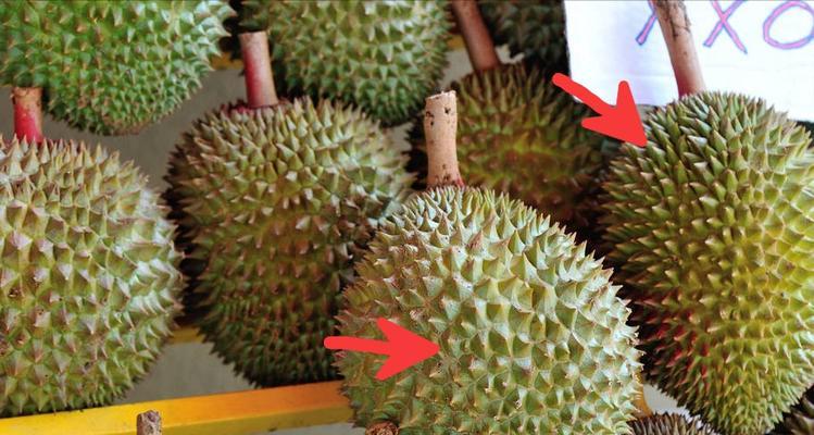 探秘榴莲的外貌特征（揭开榴莲的“面纱”，看真实的长相）-第1张图片-绿意生活