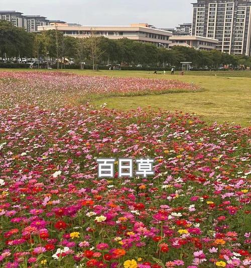 硫华菊的种植技巧与注意事项（打造花园中的亮点，享受美丽的花海）-第1张图片-绿意生活