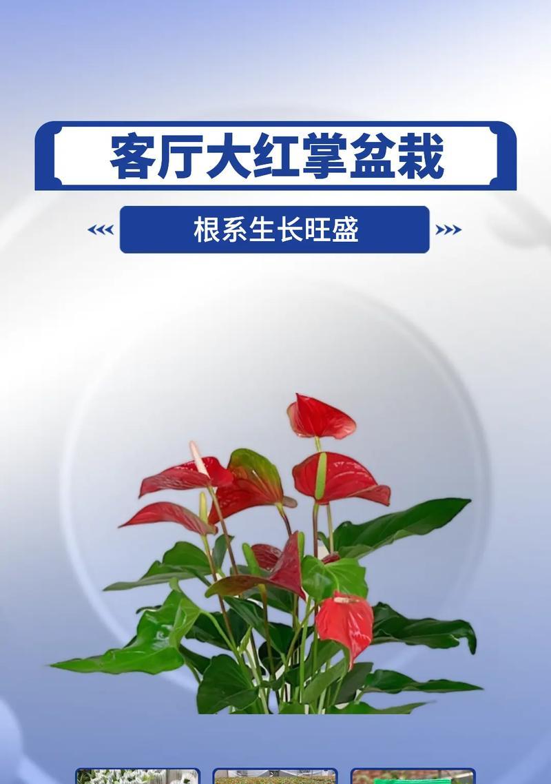 红掌的光照需求剖析（红掌喜欢阳光还是阴凉？一文告诉你！）-第2张图片-绿意生活