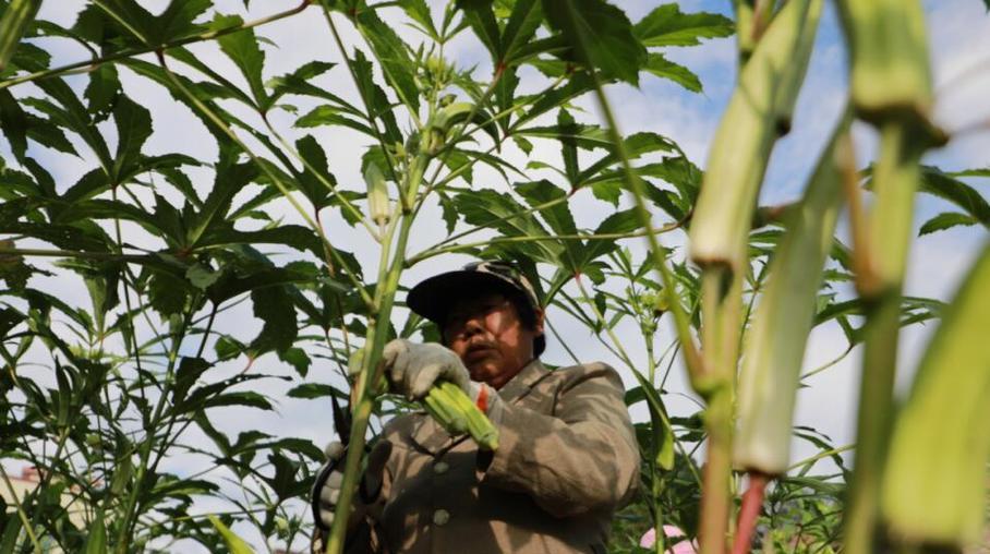 秋葵上市季节及成熟时期（探秘秋葵成熟周期与营养价值）-第2张图片-绿意生活