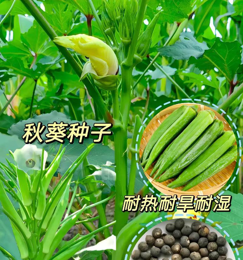 秋葵上市季节及成熟时期（探秘秋葵成熟周期与营养价值）-第1张图片-绿意生活