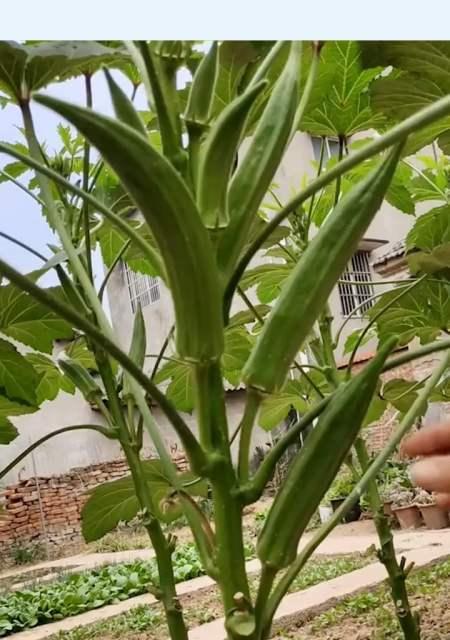 秋葵上市季节及成熟时期（探秘秋葵成熟周期与营养价值）-第3张图片-绿意生活