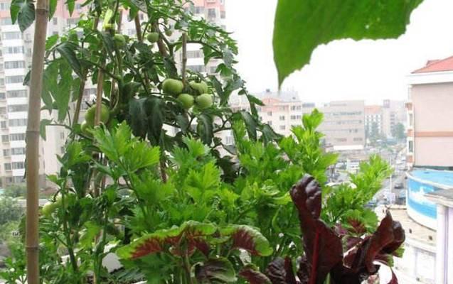 阳台种植小青菜（时间和方法）-第2张图片-绿意生活