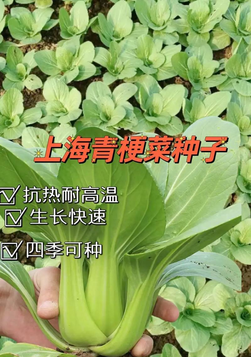 阳台种植小青菜（时间和方法）-第3张图片-绿意生活