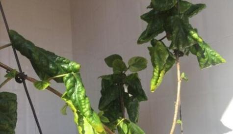 为什么扶桑不开花？——探究扶桑开花的原因（研究发现扶桑不开花的原因，了解扶桑开花的条件与方法）-第1张图片-绿意生活