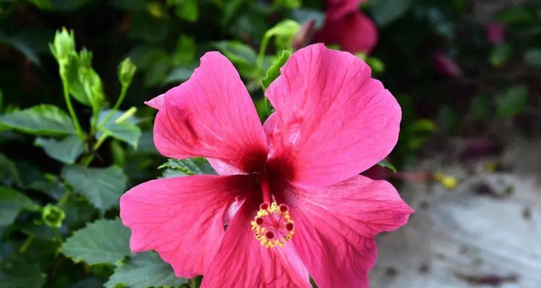 为什么扶桑不开花？——探究扶桑开花的原因（研究发现扶桑不开花的原因，了解扶桑开花的条件与方法）-第3张图片-绿意生活