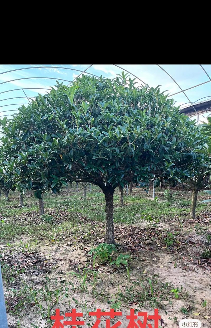 如何正确嫁接桂花树——时间和方法详解（桂花树嫁接的正确时间和技巧，让你轻松掌握）-第2张图片-绿意生活