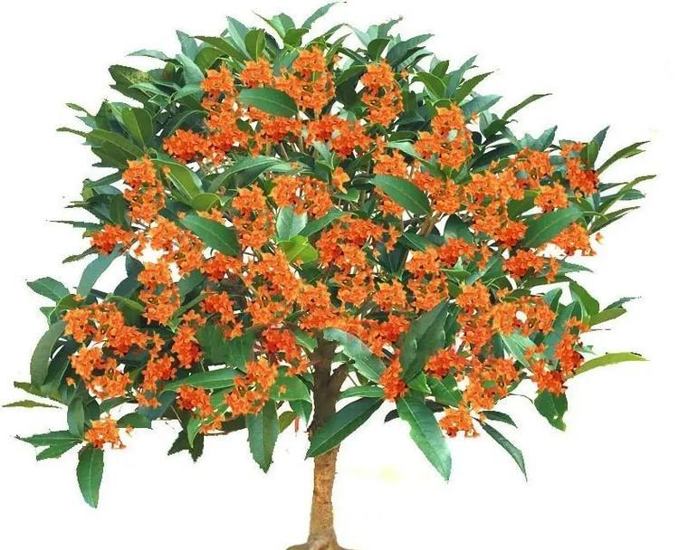 如何正确嫁接桂花树——时间和方法详解（桂花树嫁接的正确时间和技巧，让你轻松掌握）-第3张图片-绿意生活