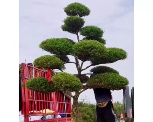 黄杨盆景的叶子掉落原因及处理方法（探究黄杨盆景叶子掉落的原因并提供有效处理方法）-第1张图片-绿意生活