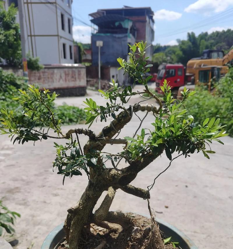 黄杨盆景的叶子掉落原因及处理方法（探究黄杨盆景叶子掉落的原因并提供有效处理方法）-第2张图片-绿意生活