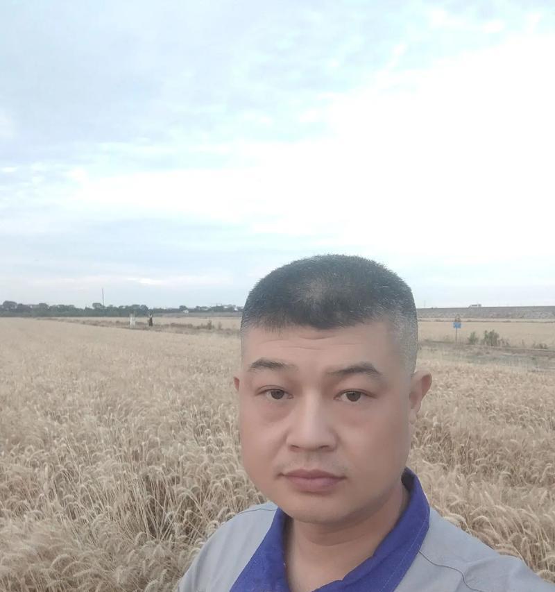 了解山东小麦成熟期的关键信息（了解山东小麦成熟期的关键信息）-第2张图片-绿意生活