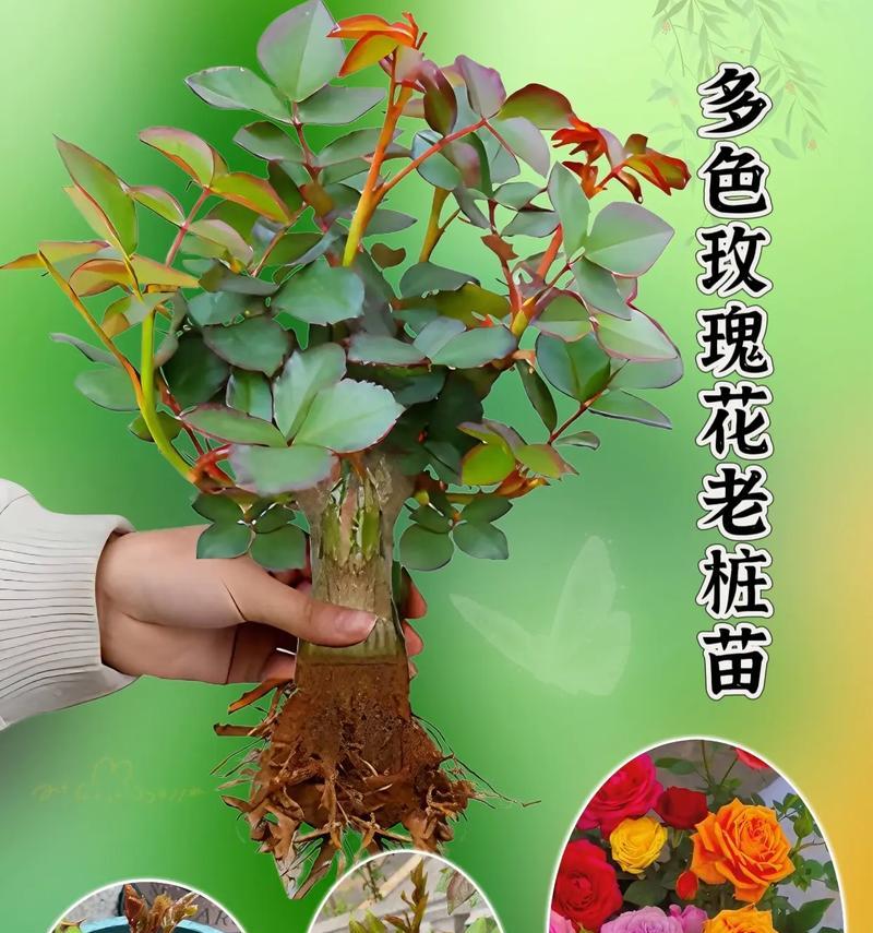 如何让玫瑰开出盛放的花朵（15个养护技巧让你轻松打造美丽花园）-第1张图片-绿意生活