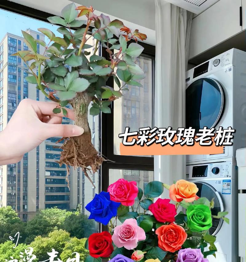 如何让玫瑰开出盛放的花朵（15个养护技巧让你轻松打造美丽花园）-第3张图片-绿意生活