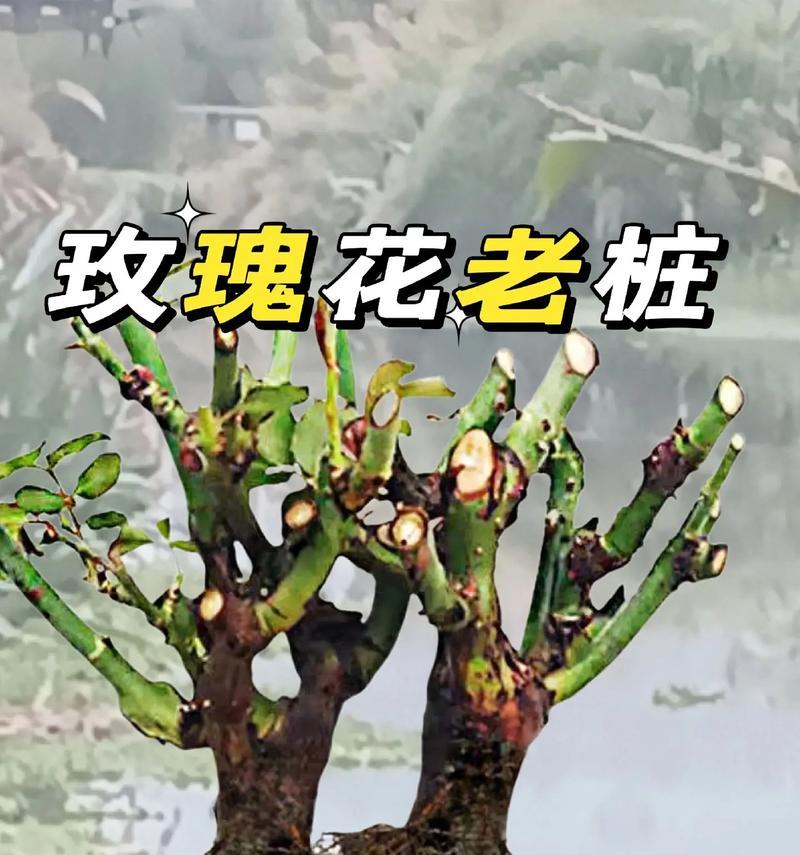 如何让玫瑰开出盛放的花朵（15个养护技巧让你轻松打造美丽花园）-第2张图片-绿意生活