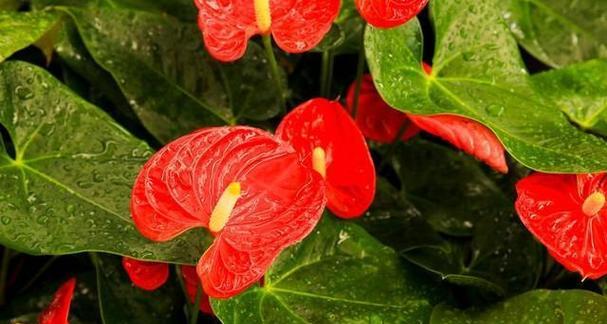 红掌开完花后的护理方法（营养、浇水、修剪、防虫）-第3张图片-绿意生活