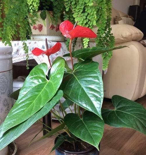 红掌开完花后的护理方法（营养、浇水、修剪、防虫）-第2张图片-绿意生活
