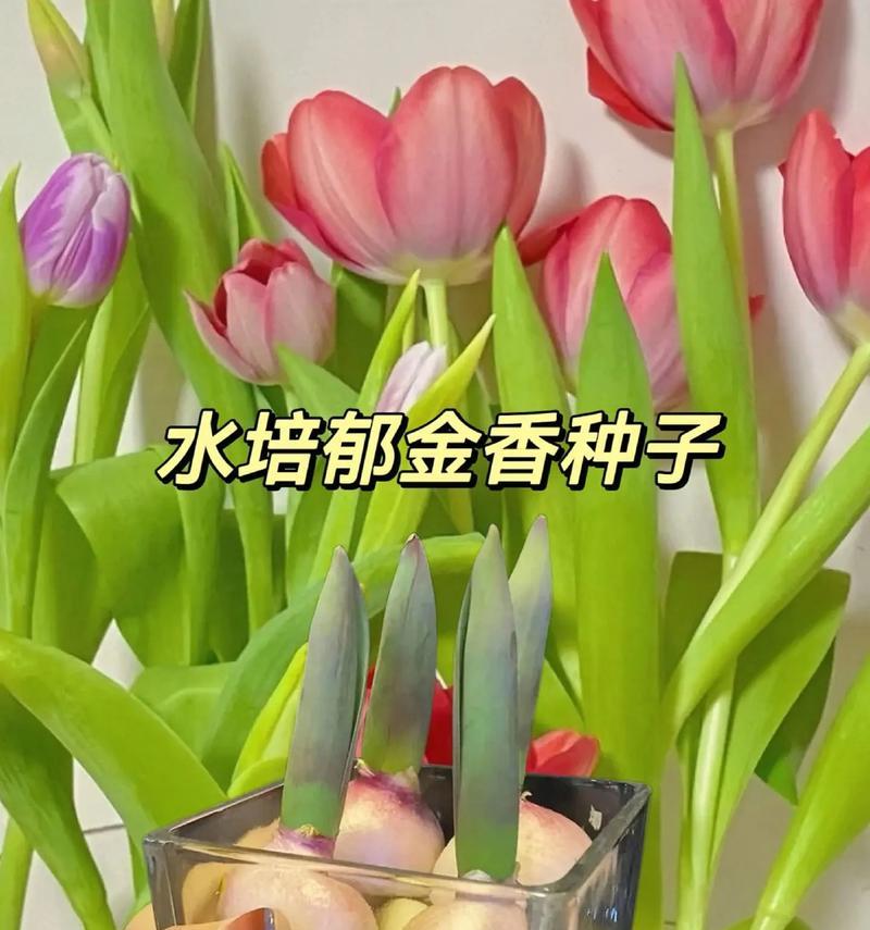 郁金香在室内养殖是否有毒？（了解室内养殖郁金香的毒性及防范措施）-第3张图片-绿意生活