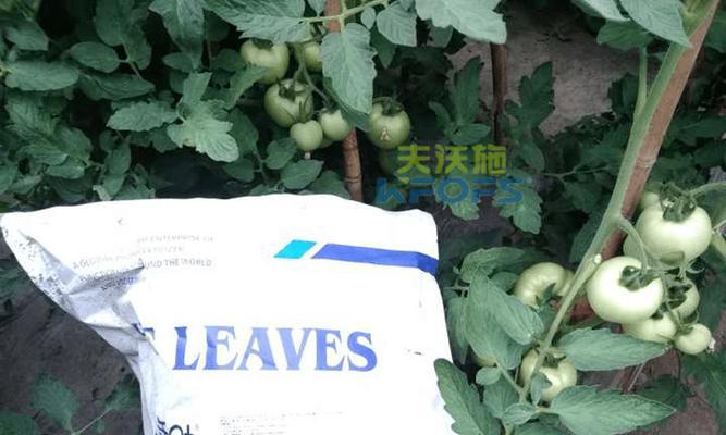 番茄肥料选择指南（探寻番茄最适宜的肥料和施肥方法）-第1张图片-绿意生活
