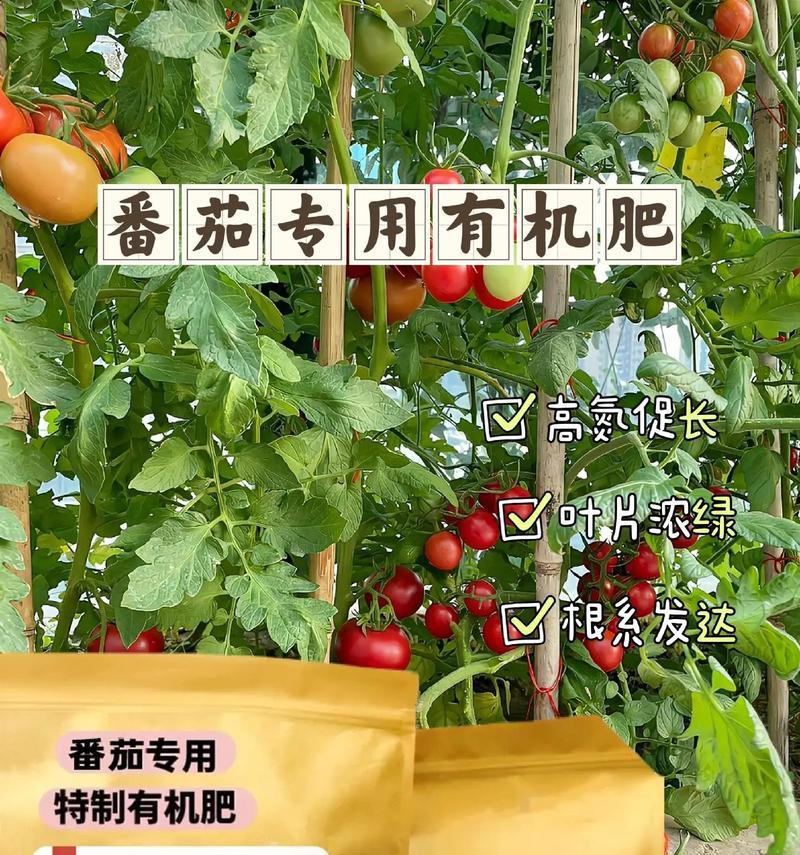 番茄肥料选择指南（探寻番茄最适宜的肥料和施肥方法）-第2张图片-绿意生活