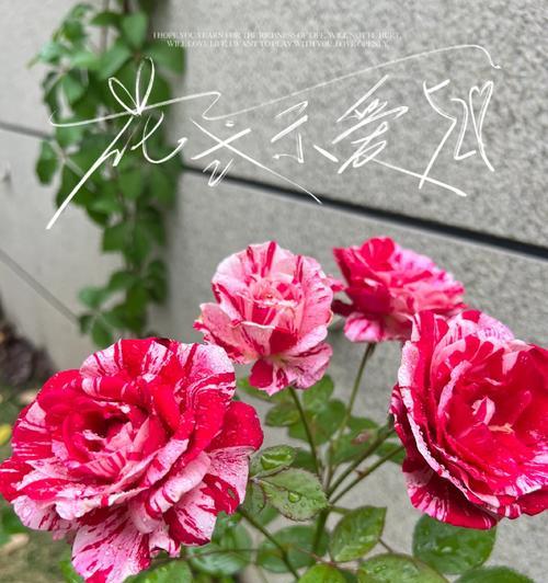 品味雪花肥牛月季（了解这种肉品的优缺点）-第1张图片-绿意生活