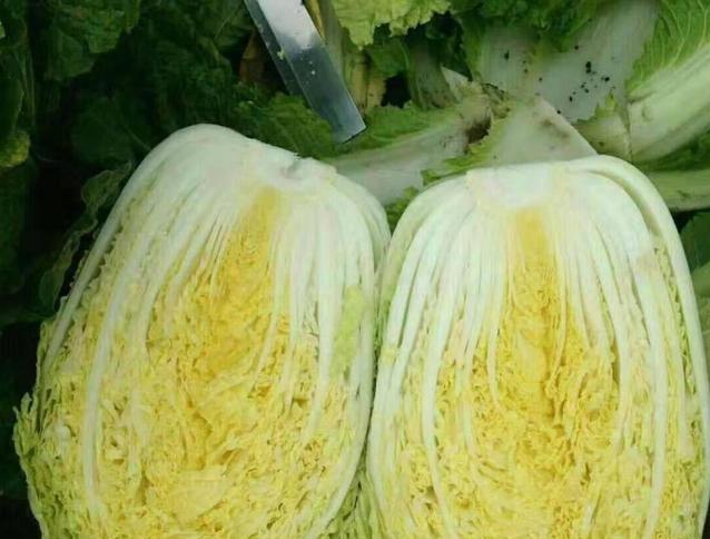 大白菜黄叶病的原因与治疗（探究病因，有效治疗）-第2张图片-绿意生活
