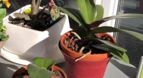 蝴蝶兰换盆攻略（最佳时间和正确方法，让蝴蝶兰生长更健康）-第2张图片-绿意生活