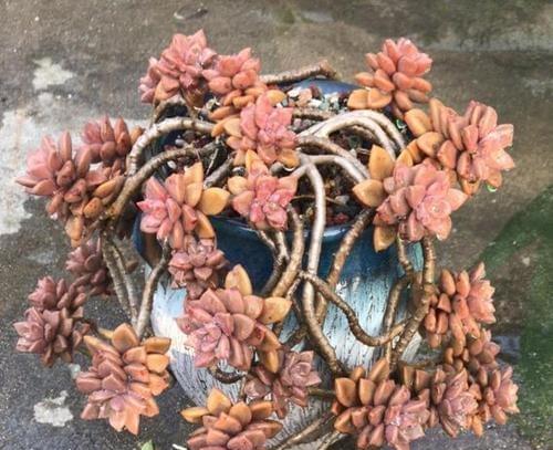 姬胧月怎么养爆头？（打造夏日清新造型，不可错过的技巧与秘诀）-第1张图片-绿意生活