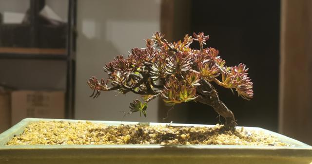 瑞香卷叶的防治方法（有效应对瑞香卷叶病害，拯救瑞香植株）-第1张图片-绿意生活