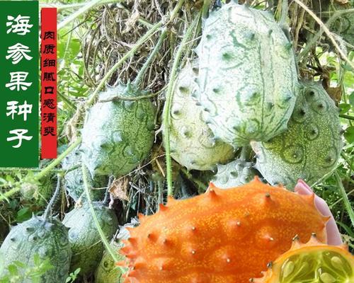火参果种子保存与繁殖方法（掌握火参果种子的妙用，实现自家火参果种植）-第3张图片-绿意生活