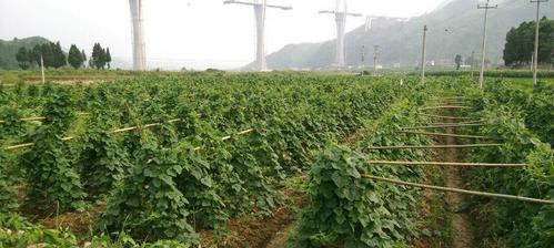 火参果种子保存与繁殖方法（掌握火参果种子的妙用，实现自家火参果种植）-第2张图片-绿意生活
