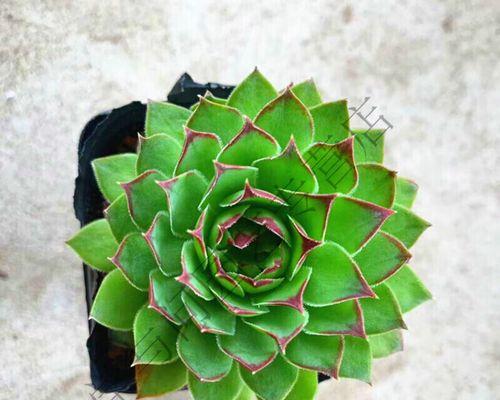 观音莲花盆选购指南（挑选合适的花盆，打造美丽观音莲）-第3张图片-绿意生活