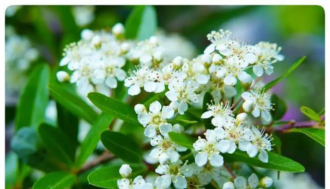 火棘的开花结果（火棘的花期、果实和食用）-第2张图片-绿意生活